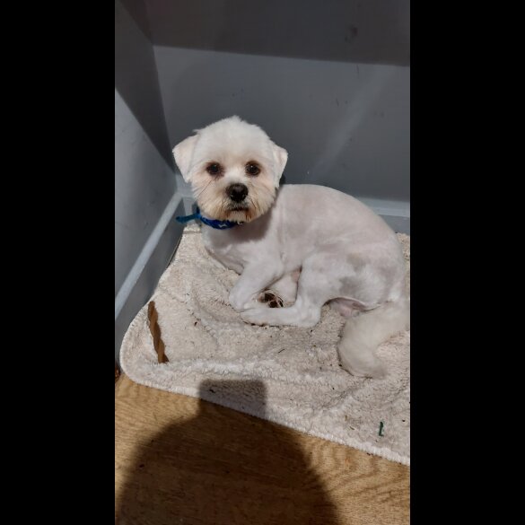 Lhasa Apso - Both