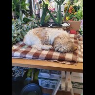 Lhasa Apso - Both
