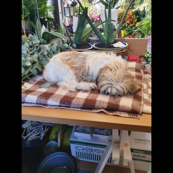 Lhasa Apso - Both