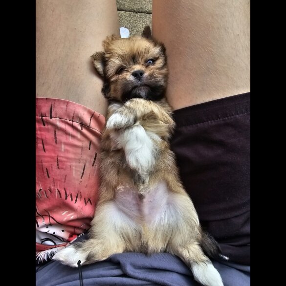 Lhasa Apso - Both