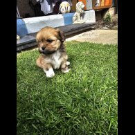 Lhasa Apso - Both