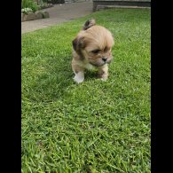 Lhasa Apso - Both