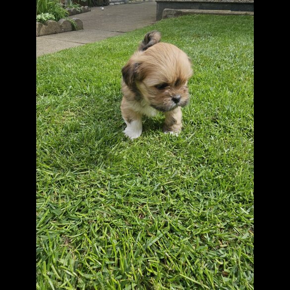 Lhasa Apso - Both