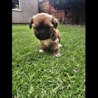 Lhasa Apso - Both