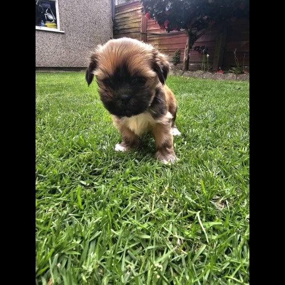 Lhasa Apso - Both