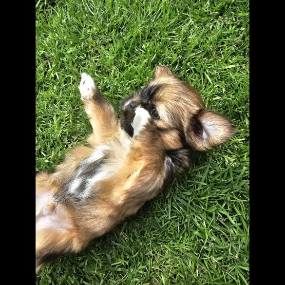 Lhasa Apso - Both