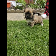 Lhasa Apso - Both