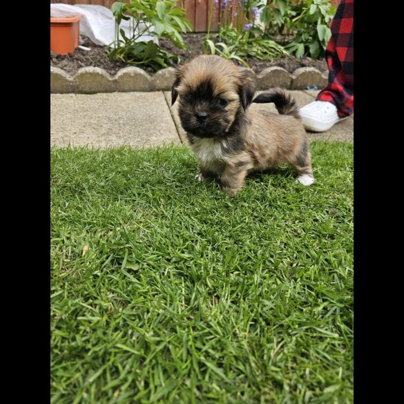 Lhasa Apso - Both