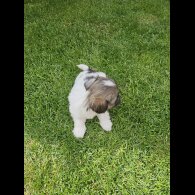 Lhasa Apso - Both