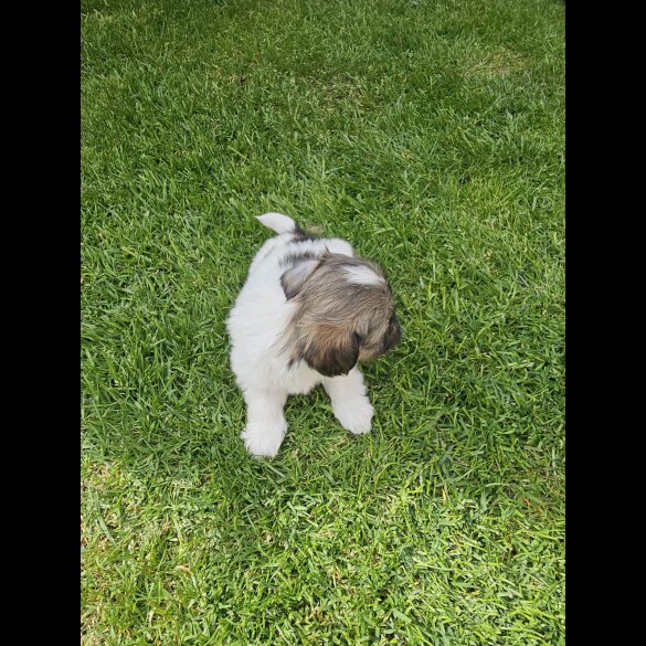 Lhasa Apso - Both