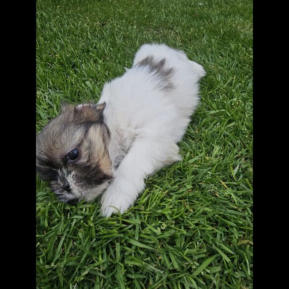 Lhasa Apso - Both
