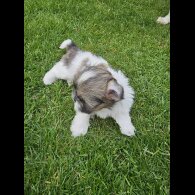 Lhasa Apso - Both