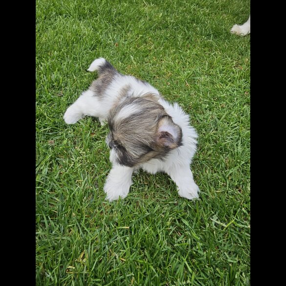 Lhasa Apso - Both