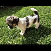 Lhasa Apso - Both