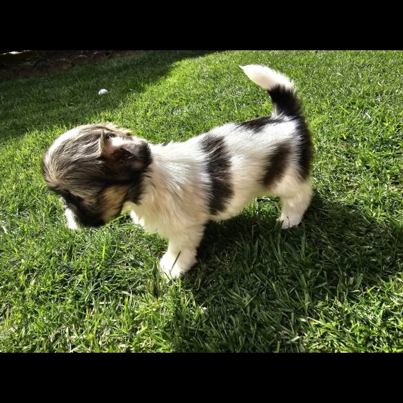 Lhasa Apso - Both