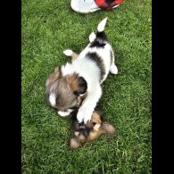 Lhasa Apso - Both