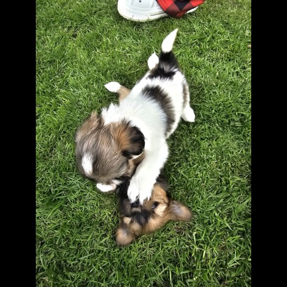Lhasa Apso - Both