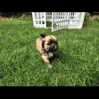 Lhasa Apso - Both
