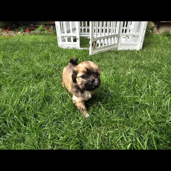 Lhasa Apso - Both