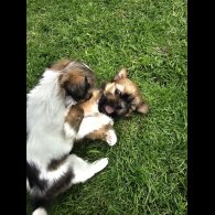 Lhasa Apso - Both