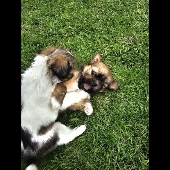 Lhasa Apso - Both