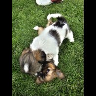 Lhasa Apso - Both