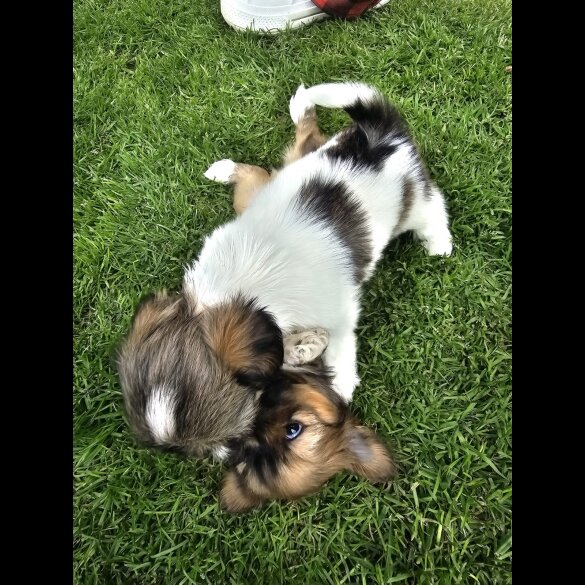 Lhasa Apso - Both