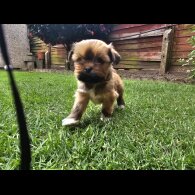 Lhasa Apso - Both