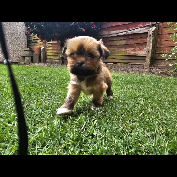 Lhasa Apso - Both