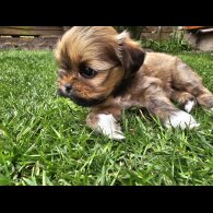 Lhasa Apso - Both
