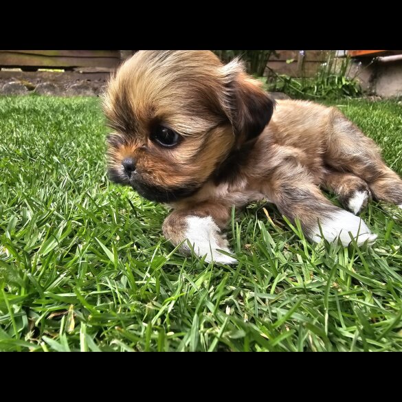 Lhasa Apso - Both
