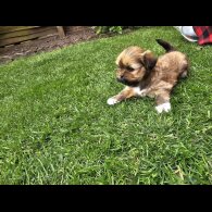 Lhasa Apso - Both