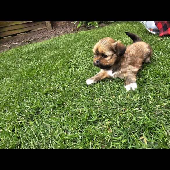 Lhasa Apso - Both
