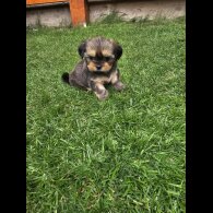 Lhasa Apso - Both