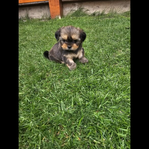 Lhasa Apso - Both