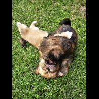 Lhasa Apso - Both