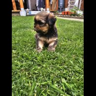Lhasa Apso - Both