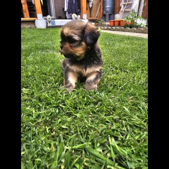 Lhasa Apso - Both