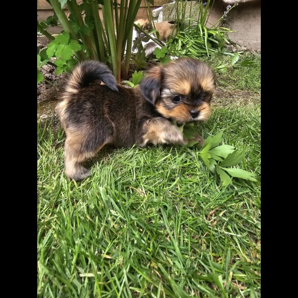 Lhasa Apso - Both
