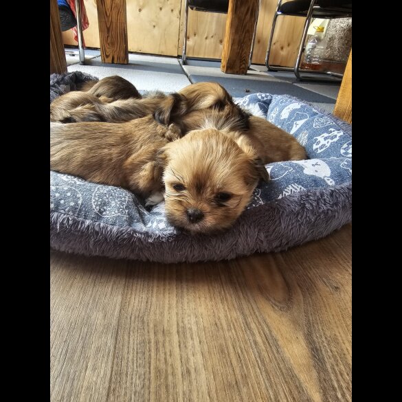 Lhasa Apso - Both