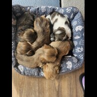 Lhasa Apso - Both