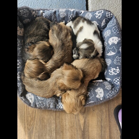 Lhasa Apso - Both