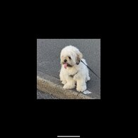 Lhasa Apso - Both
