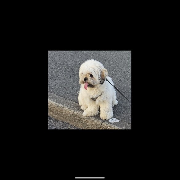 Lhasa Apso - Both