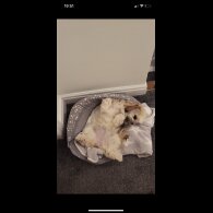 Lhasa Apso - Both
