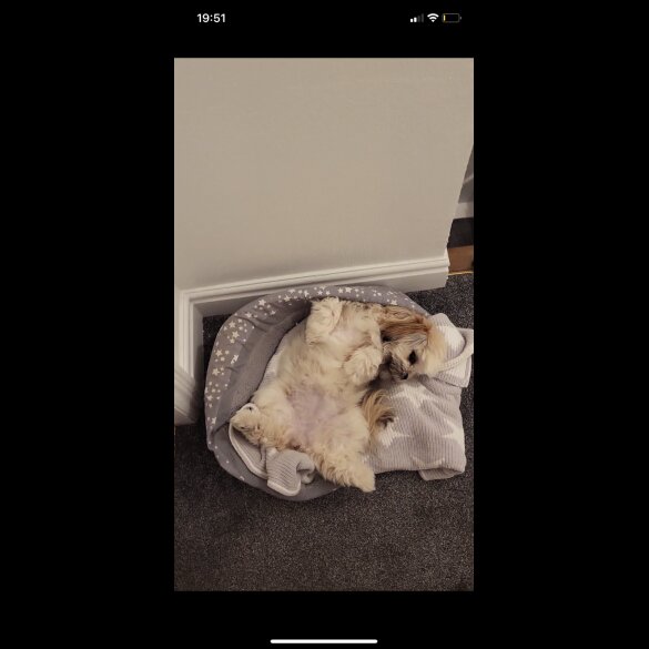 Lhasa Apso - Both