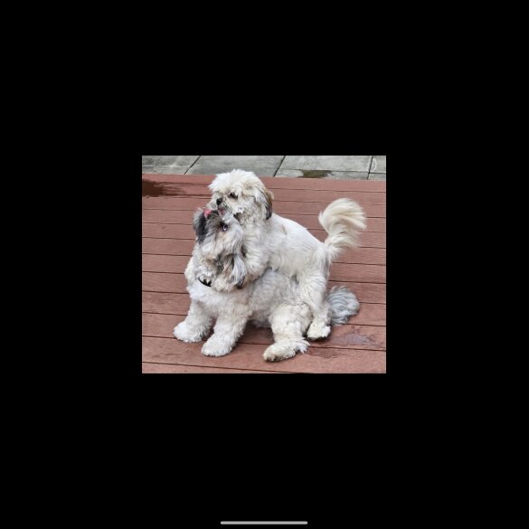 Lhasa Apso - Both