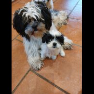 Lhasa Apso - Both