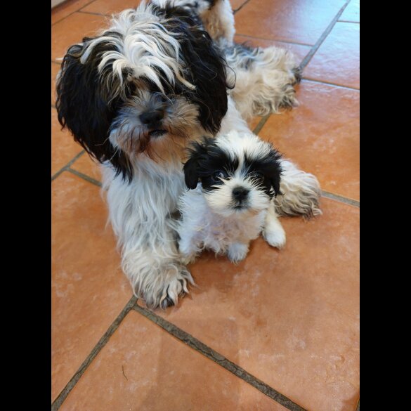 Lhasa Apso - Both