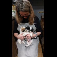 Lhasa Apso - Both